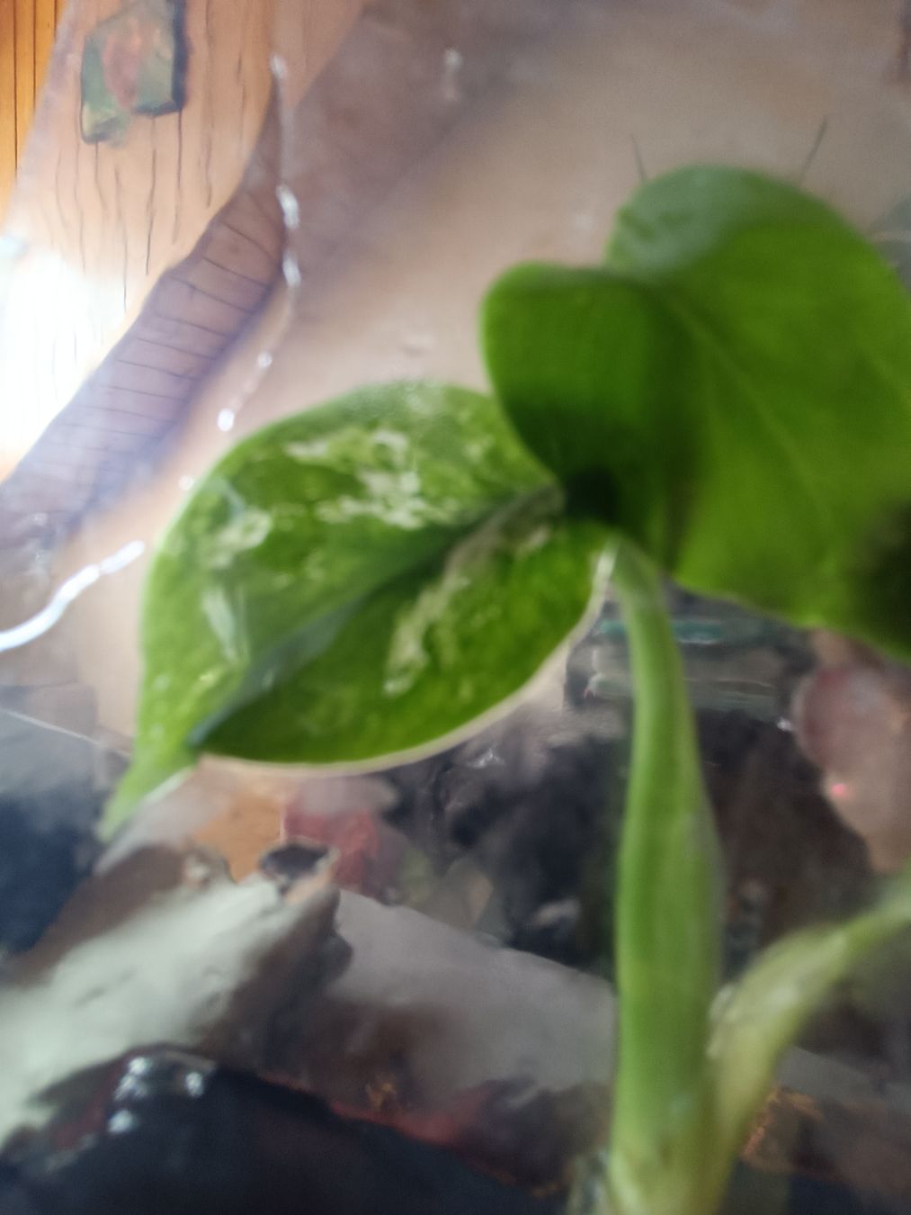 Plantes & graines: monstera Devil TC  – Neuf avec emballage d'origine à St-Aubin-Sauges par may_2yrv 1