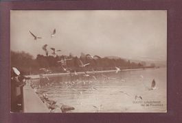 LAUSANNE - Ouchy - Quai - Les mouettes - 1916