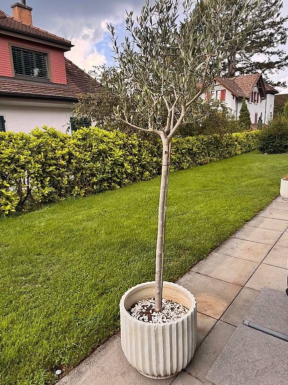 Pflanzen & Samen: Olivenbaum ca. 180 cm inkl. Topf + GRATIS zweiter Topf – Gebraucht aus Küsnacht ZH von Niek_zurich 1
