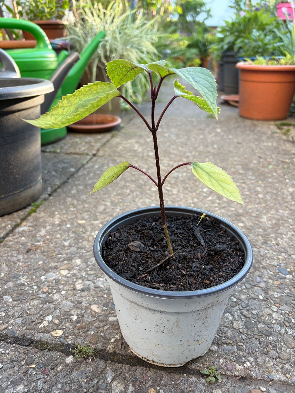 Piante & sementi: Chinesischer Losbaum (Clerodendrum bungei) – Usato da Winterthur venduto da Aniger 2