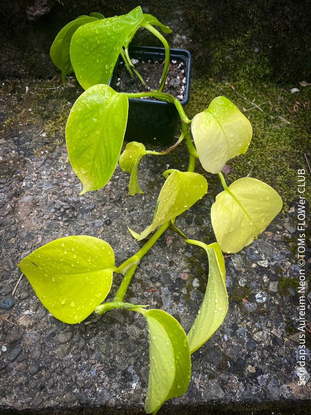 Piante & sementi: Scindapsus Aureum Neon - leuchtend gelb - stark & robust – Nuovo e nell'imballaggio originale da Adliswil venduto da astom369 7