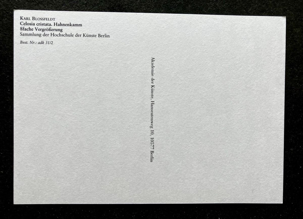 Cartoline postali: AK Karl Blossfeldt – Nuovo (secondo la descrizione) da Buchs AG venduto da Allerleis 1