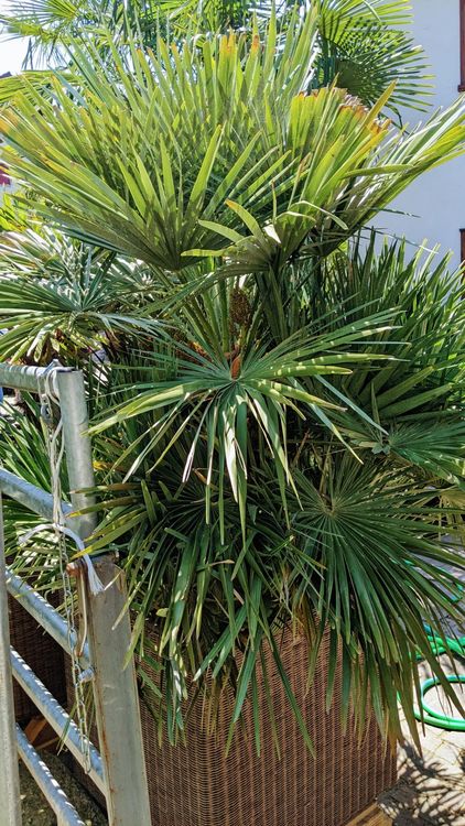 Zwergpalme und Tessiner Palmen Bonsai im Rattantopf ca. 2m H Kaufen