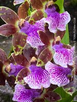 Zygopetalum Ariane Hybrid Orchidee - stark duftend