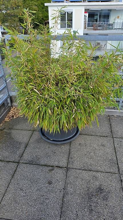 Plantes & graines: Pflanzen  – D'occasion à Wald ZH par Lodenzeus