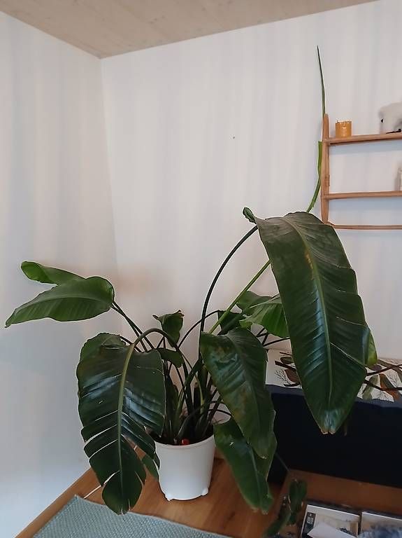 Pflanzen & Samen: Zimmerpflanze gross, Strelitzia – Gebraucht aus Muttenz von bar_j8xd 2