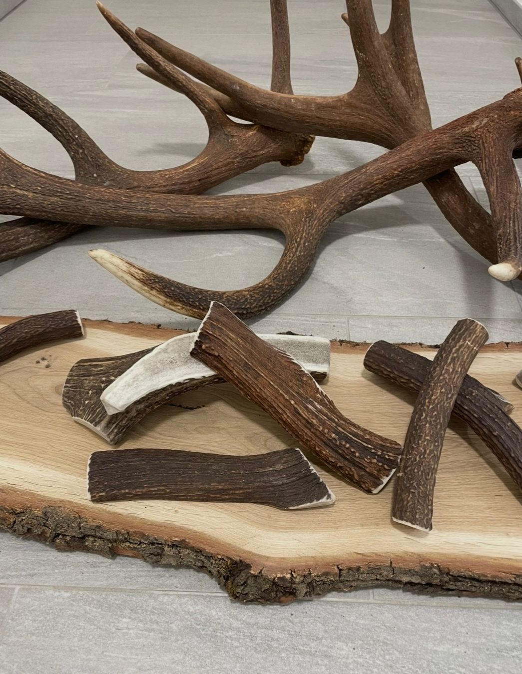 Futter: Hirsch Geweih S bois de cerf S – Gebraucht aus Vuadens von hoc_fd5p 1