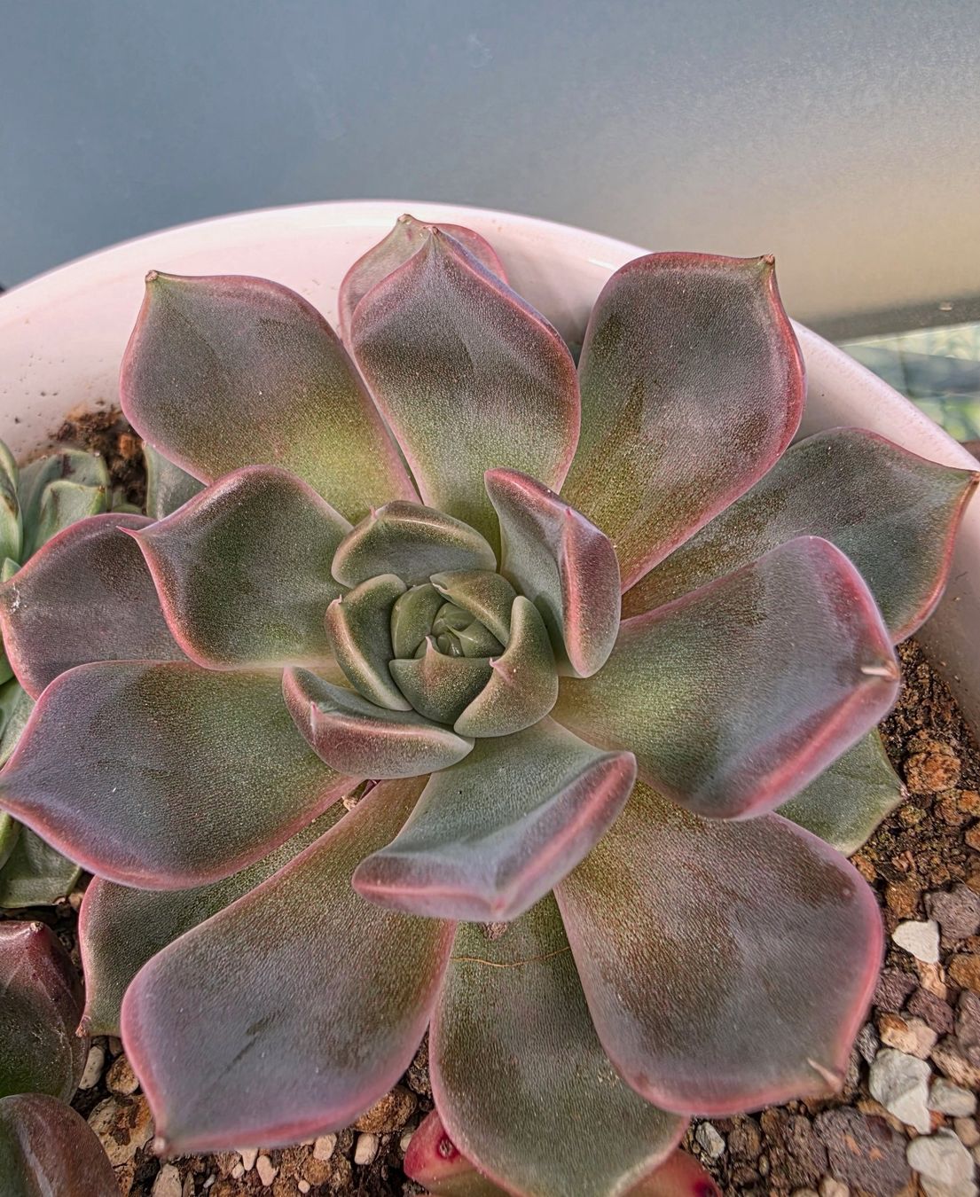 Piante & sementi: Echeveria 7 cm – Usato da Winterthur venduto da jar_w2vp