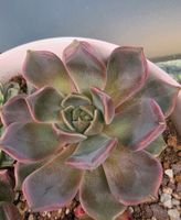 Echeveria 7 cm