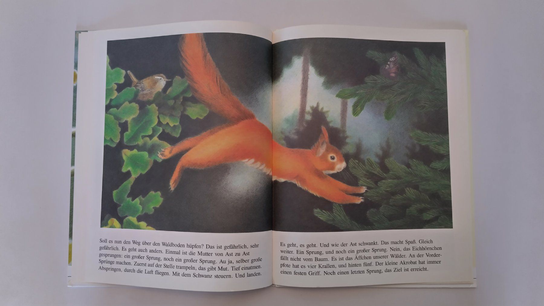 Libri: Eichhörnchenverstecke / Eichhörnchen Bilderbuch ab Fr. 8.- – Usato da Bellach venduto da JingleJerry 4