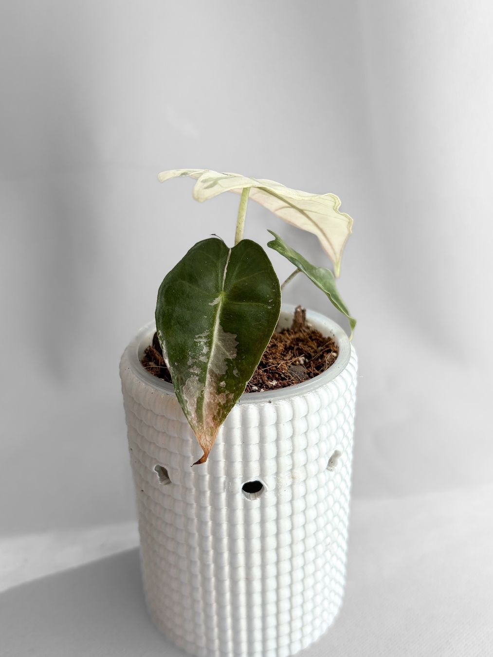 Piante & sementi: Alocasia Polly Pink Variegata – Nuovo (secondo la descrizione) da Seuzach venduto da animaplants 2