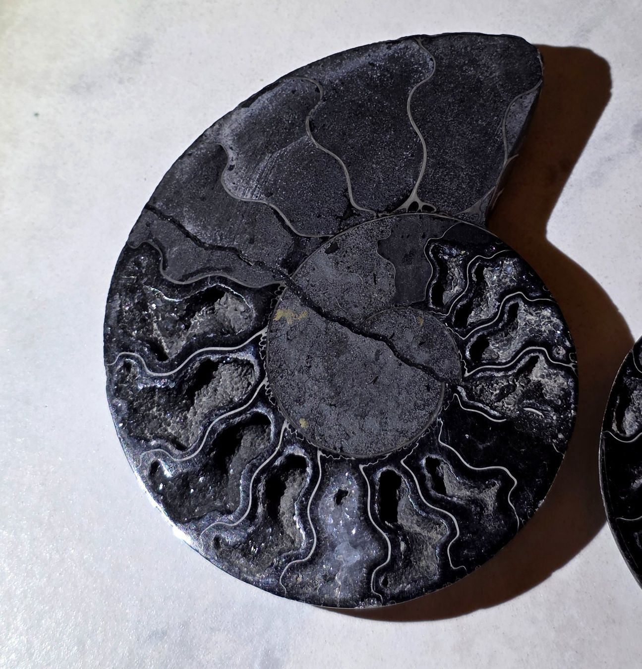 Fossili: Schwarzes Ammoniten Paar B 161g – Nuovo e nell'imballaggio originale da Matzingen venduto da Shay_Crystalz 1