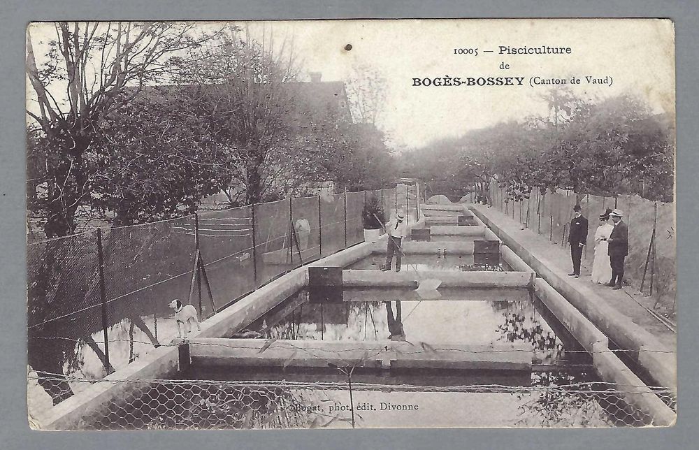 1910, BOGISBOSSEY, PISCICULTURE. CARTE ANIMÉE, RARE! Kaufen auf Ricardo
