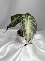 Alocasia Venom