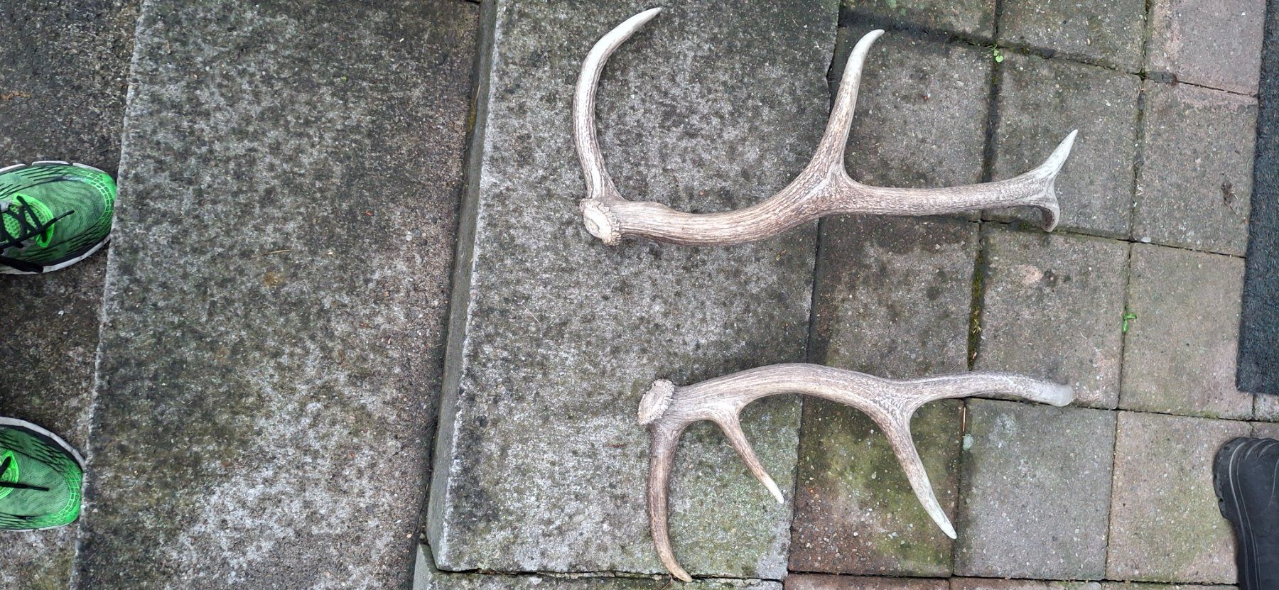 Sonstiges zum Sammeln & Seltenes: Schönes paar Hirsch Geweih – Gebraucht aus Kyburg von JBMNT2020 1