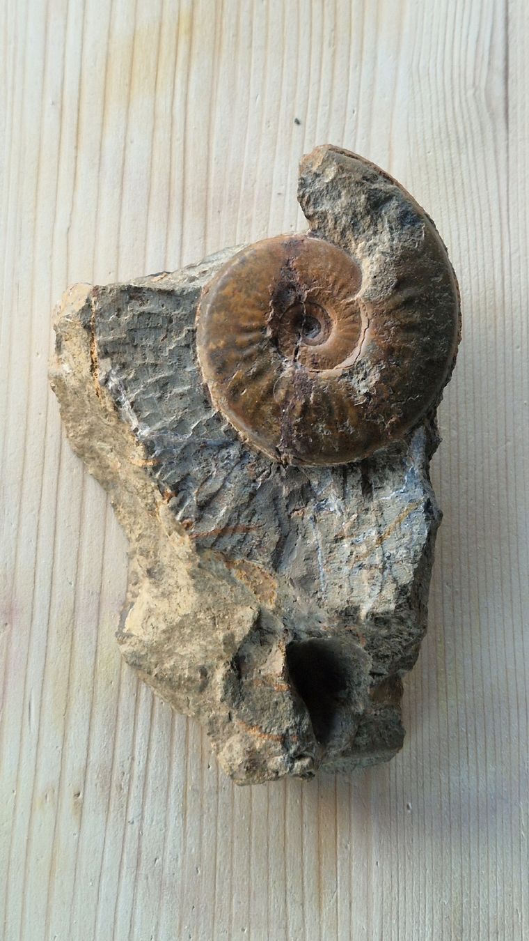 Fossilien: Ammonit Baselland Kilchberg – Gebraucht aus Niederhasli von rehauge01 2