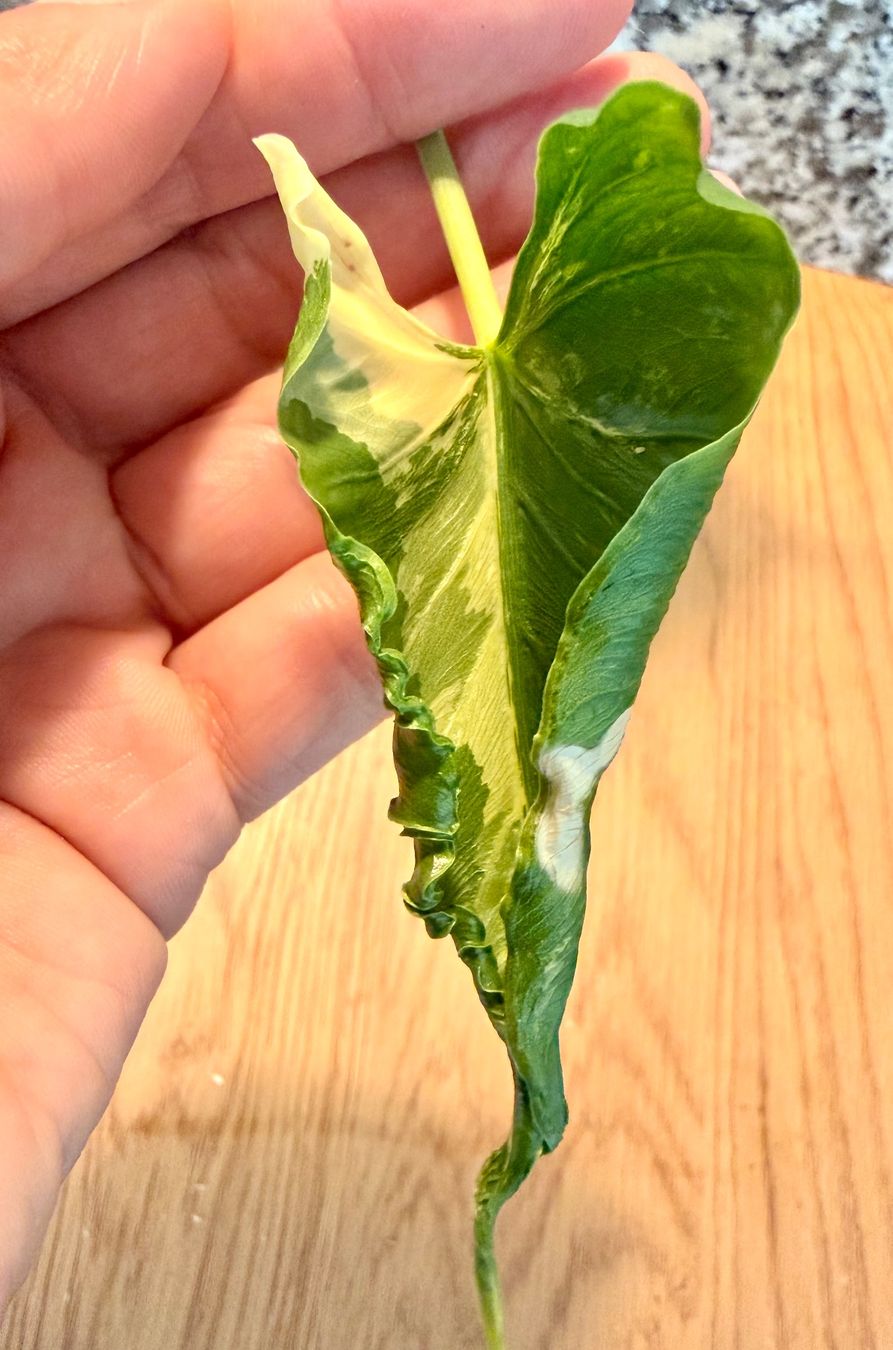 Plantes & graines: Alocasia Cucullata "Crinkles Albo" – D'occasion à Kaiseraugst par dka_b97z 1