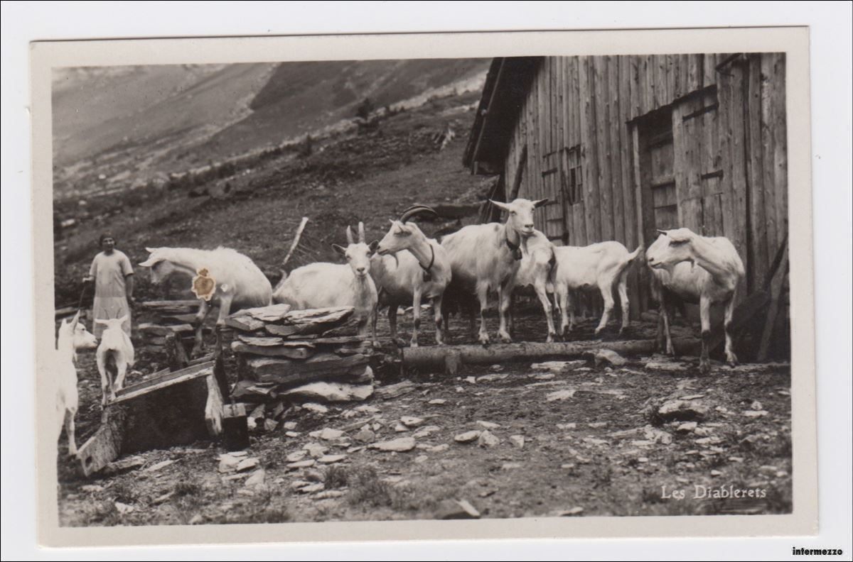 Cartoline postali: Les Diablerets // Ziegen // 1931 – Usato da Basel venduto da intermezzo12