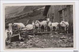 Les Diablerets // Ziegen // 1931