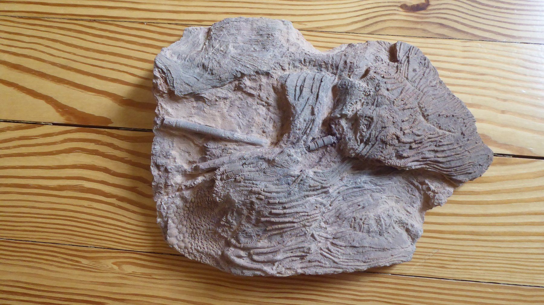 Fossili: Pentacrinites, Crinoid – Usato da Zullwil venduto da Dingo402