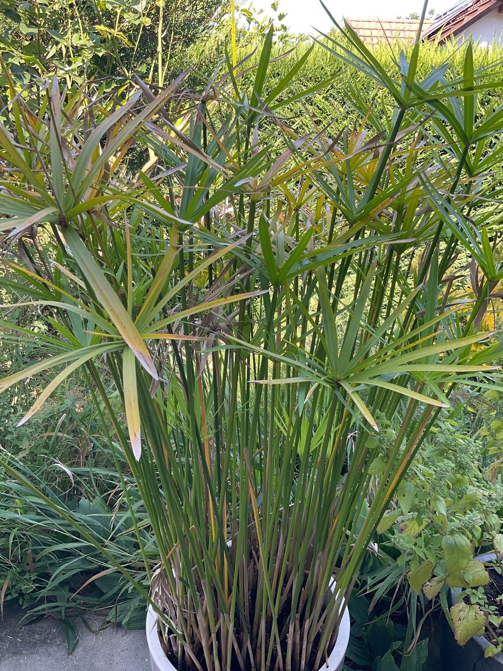 Piante & sementi: Papyrus 1x bouture prête à être planté – Nuovo e nell'imballaggio originale da Avenches venduto da Tinkey