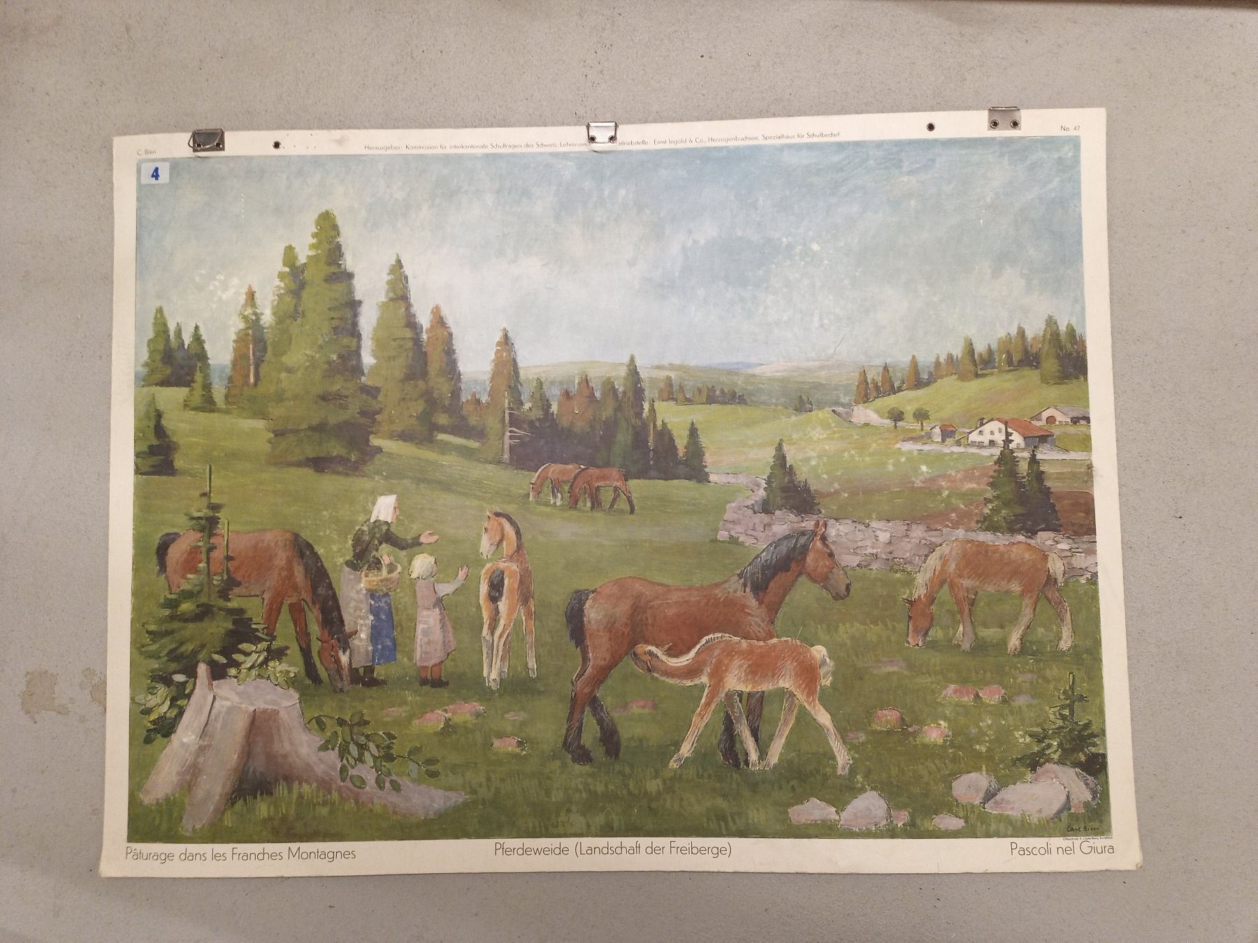 Foto & Immagini: Schulwandbild 47 Pferdeweide – Usato da Zürich venduto da danihell