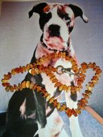 Hundekette -Bernstein/Amber/Ambre echt  präsentiert von Mela