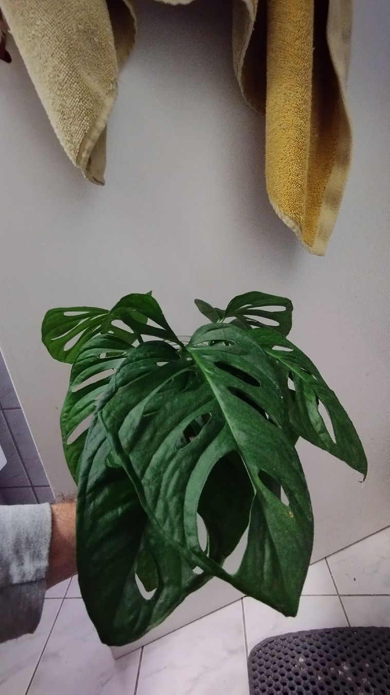 Piante & sementi: Monstera Adansonii L size cutting – Nuovo (secondo la descrizione) da Zürich venduto da nik_2qzj