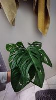 Monstera Adansonii L size cutting