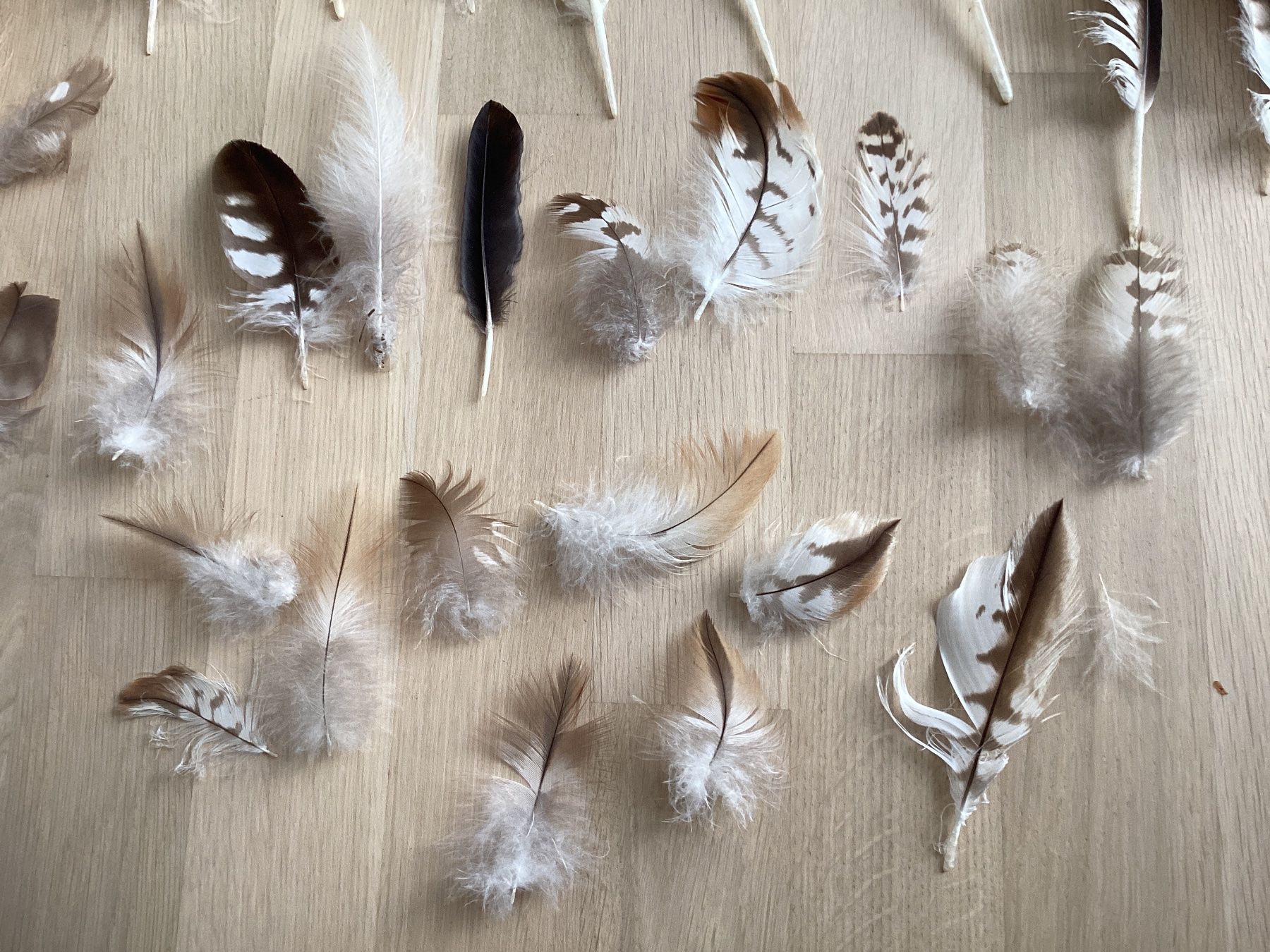 Monde des animaux: Rotmilan und Mäusebussard Federn 4 – D'occasion à Flawil par Barschfreak 3