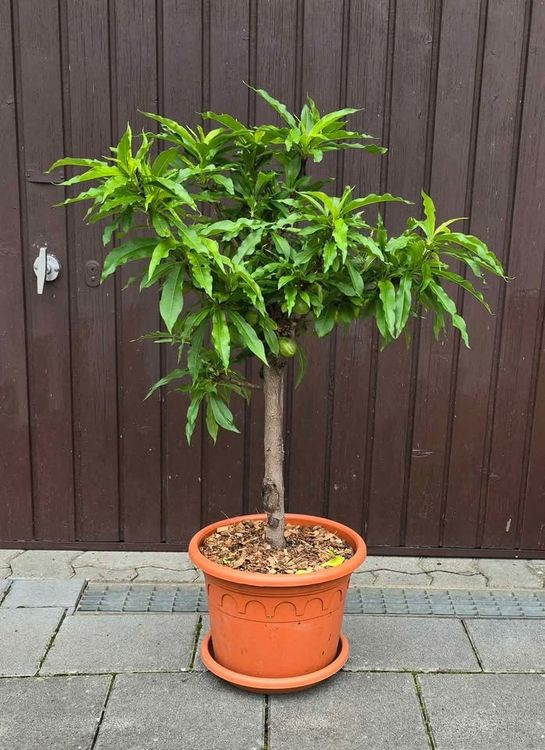 Nektarinenbaum Nena | Winterhartes Obstbäumchen | Selbstbestäubend Mit Süßen Früchten | 85-95 Cm Groß