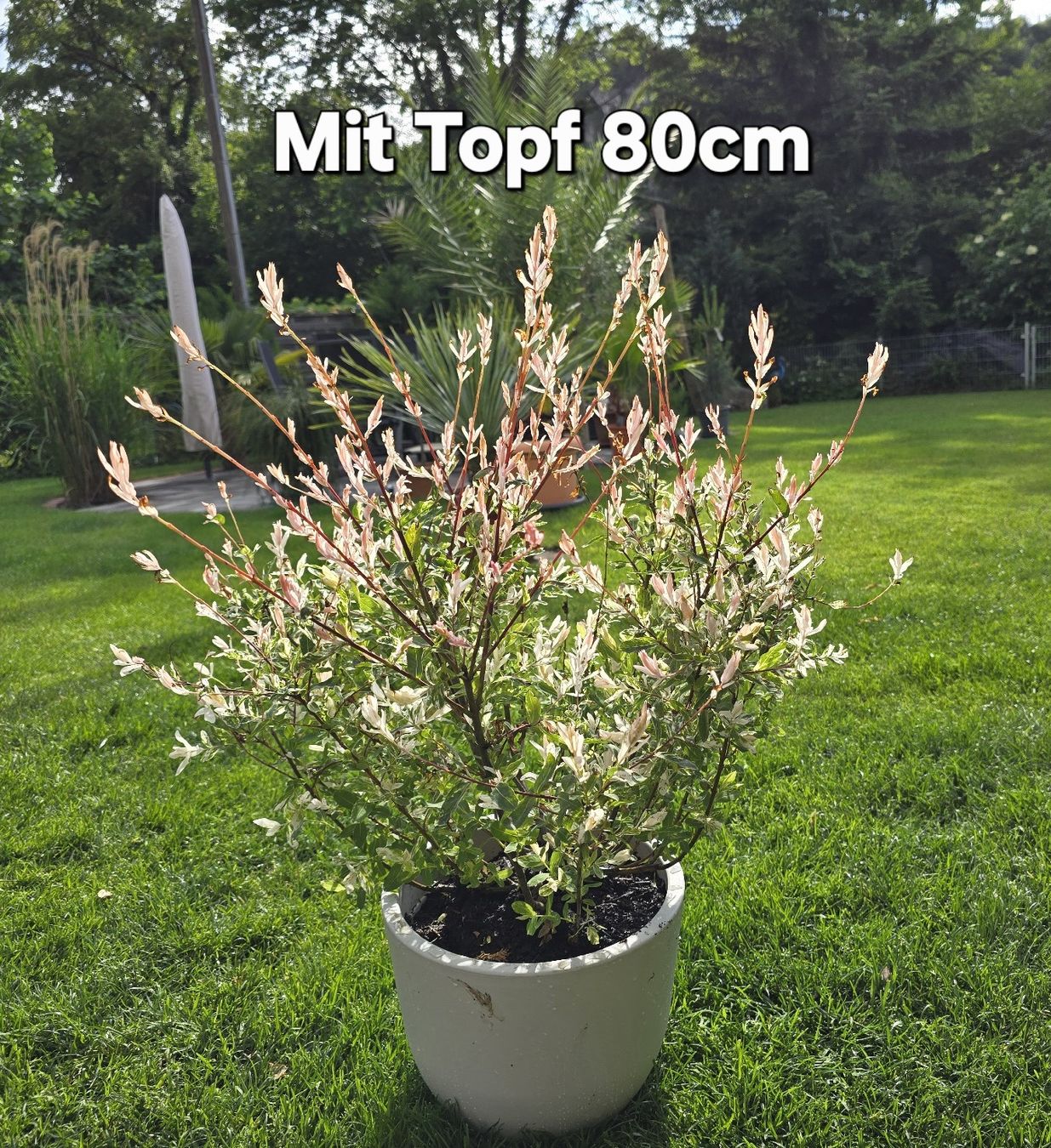 Pflanzen & Samen: Wunderschöne Salix integra Hakuro Nishiki – Neu (gemäss Beschreibung) aus Aarburg von popkorn65
