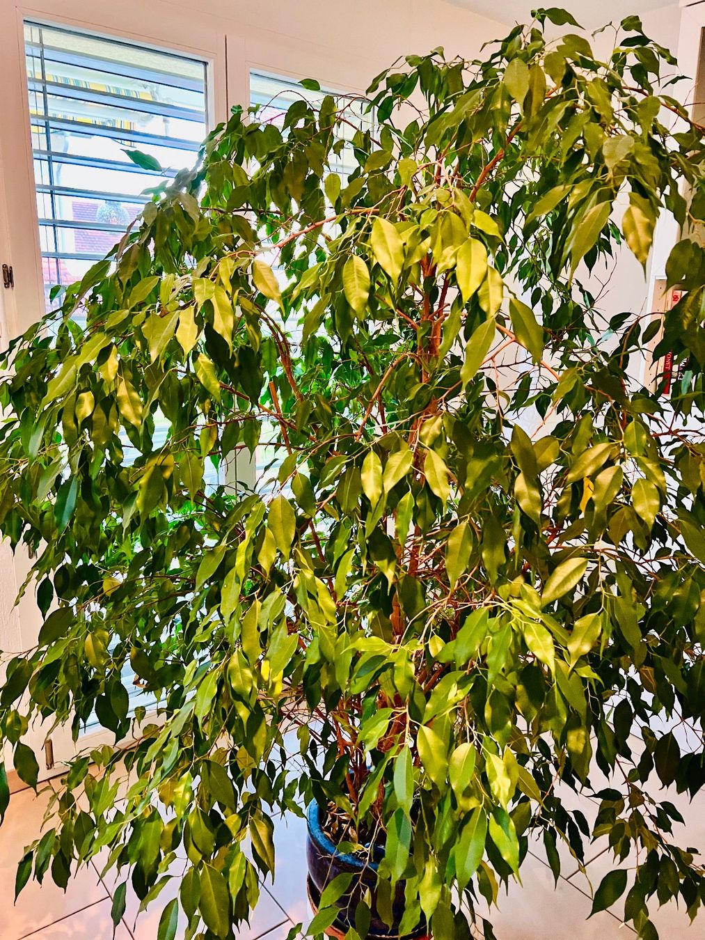 Pflanzen & Samen: Ficus Benjamina - schöne grosse Zimmerpflanze – Gebraucht aus Wetzikon ZH von  3
