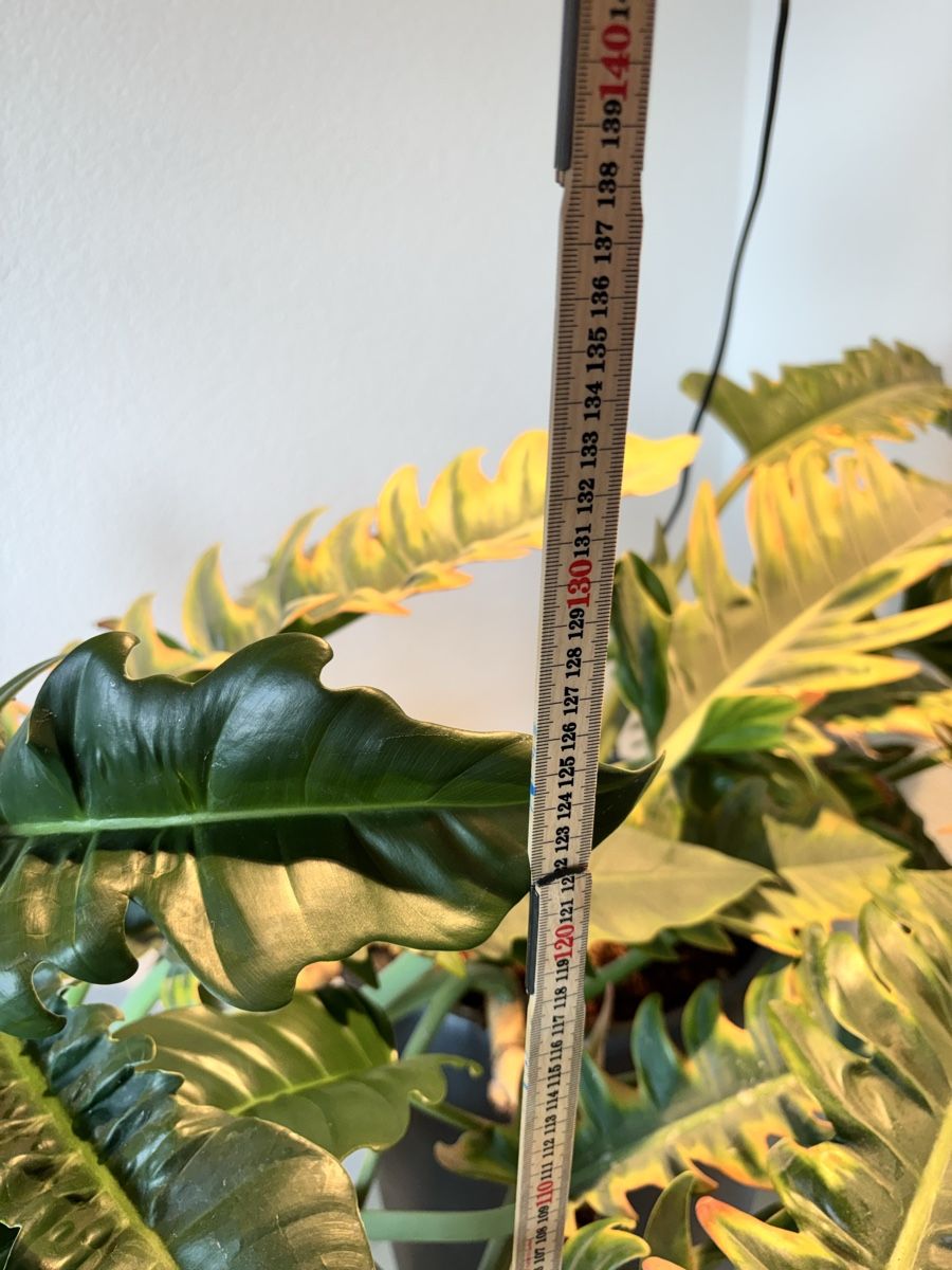 Plantes & graines: Philodendron – D'occasion à Lohn-Ammannsegg par nathaty 2