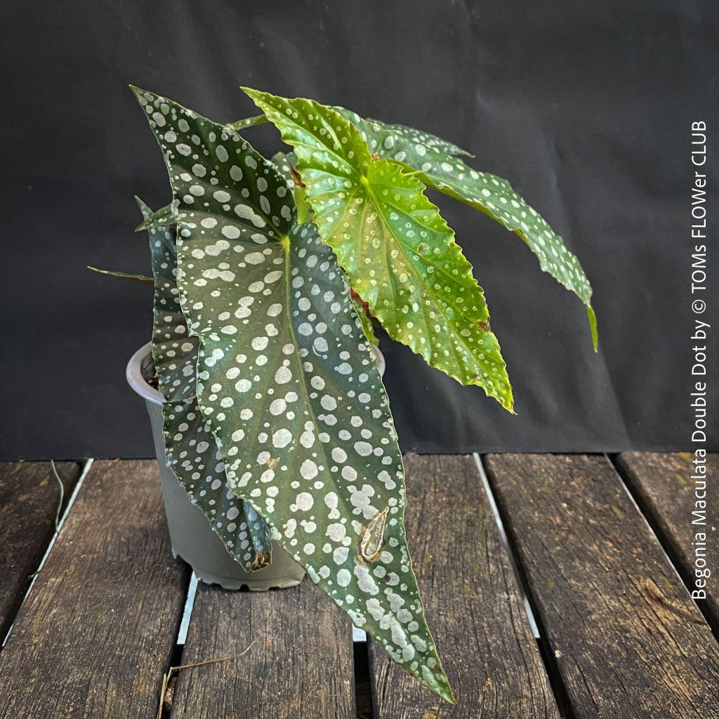 Piante & sementi: Begonia Maculata Double Dot - ein wunderschönes Sammlerstück – Nuovo e nell'imballaggio originale da Adliswil venduto da astom369 1
