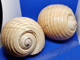 Riese Muscheln