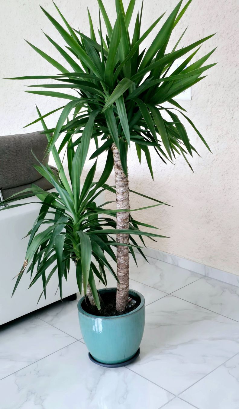 Pflanzen & Samen: Yucca Elephantipes Palme mit Topf! – Gebraucht aus Aarburg von Glitzerschein 3