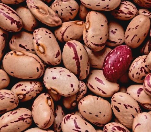 Piante & sementi: 20  Samen Zwergbohnen – Nuovo e nell'imballaggio originale da Rovio venduto da POSITIFFARTandPLANTS 3