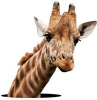 🦒 Giraffen-Kühlschrank-/Toilettenaufkleber 🦒💫