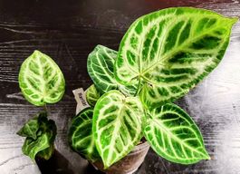 ✨ Anthurium Silver Blush etabliert + 1x Jungpflanze gratis