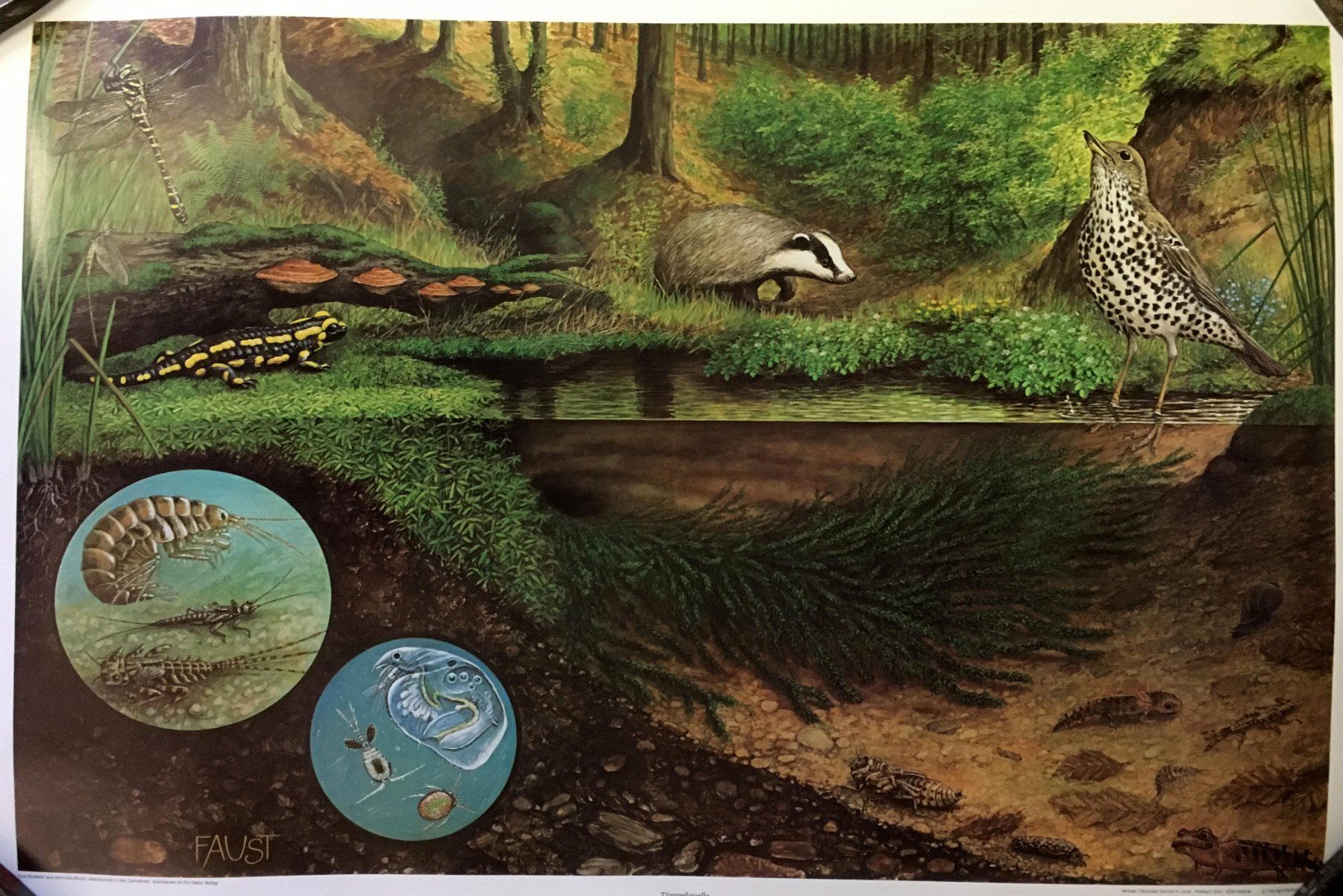 Foto & Immagini: 4 Bilder aus "Naturschutz in der Gemeinde" (1985) – Nuovo (secondo la descrizione) da Zürich venduto da Derrick8 3