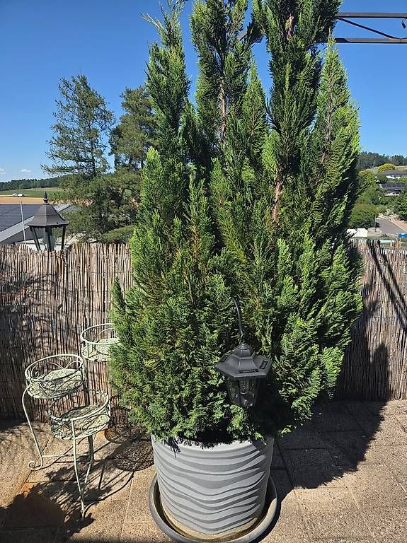Pflanzen & Samen: Thuja / Lebensbaum – Neu (gemäss Beschreibung) aus Höri von fab_w7p5 1