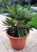 mediterrane Schönheit Palmen