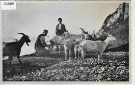 Ziegenherde Chevres beim Ziegenmelken