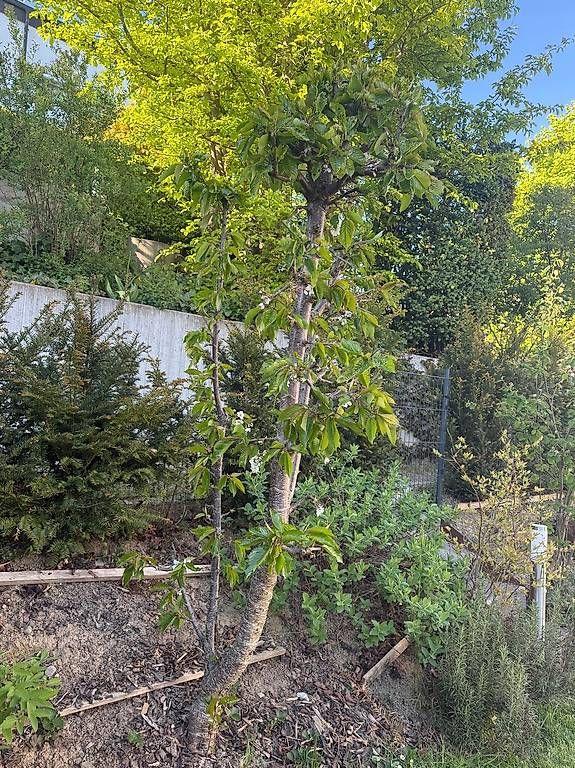 Piante & sementi: Säulenkirsche Garden Bing; Säulenobstbaum – Usato da Berg TG venduto da dar_9rc5 2