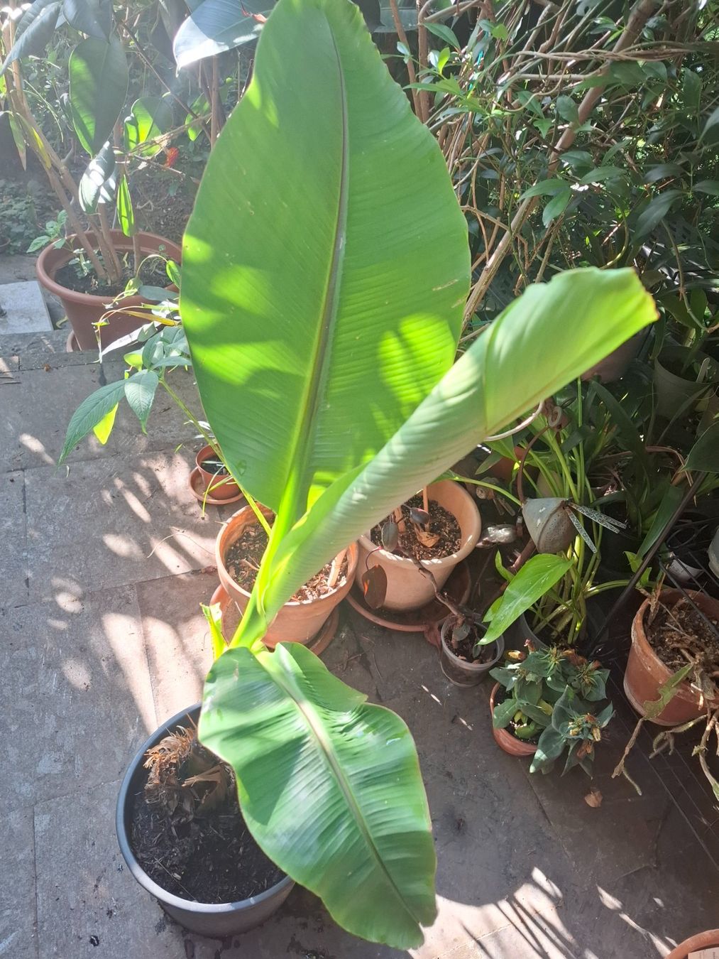 Piante & sementi: Winterharte Banane Musa basjoo – Usato da Zürich venduto da esap 2