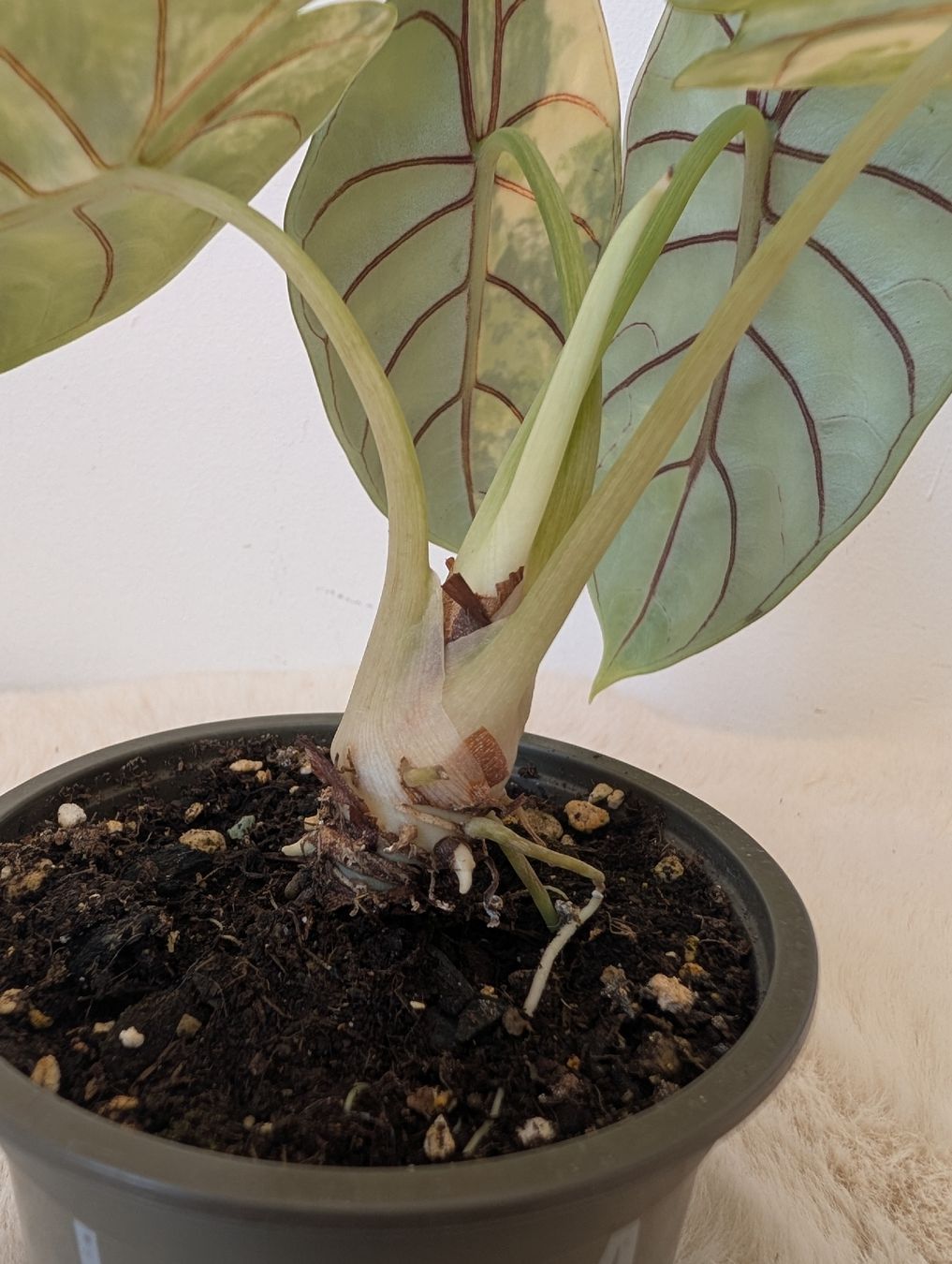 Piante & sementi: Alocasia Silver Dragon Aurea – Nuovo (secondo la descrizione) da Waltensburg/Vuorz venduto da fop_lw7n 1