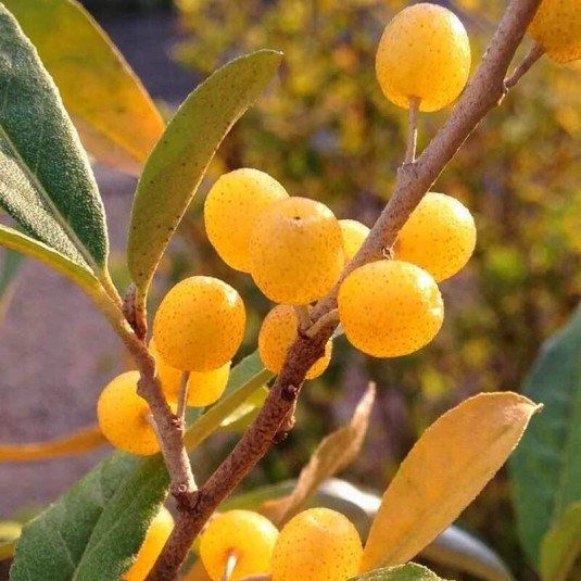 Piante & sementi: Goumi du Japon jaune  15-20cm – Nuovo (secondo la descrizione) da Bremblens venduto da FIBONACCI369