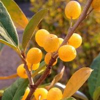 Goumi du Japon jaune  ( 5 boutures )