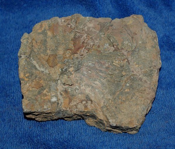 Fossili: Selilienteile versteinert – Nuovo (secondo la descrizione) da Walenstadt venduto da vkt_qc8d